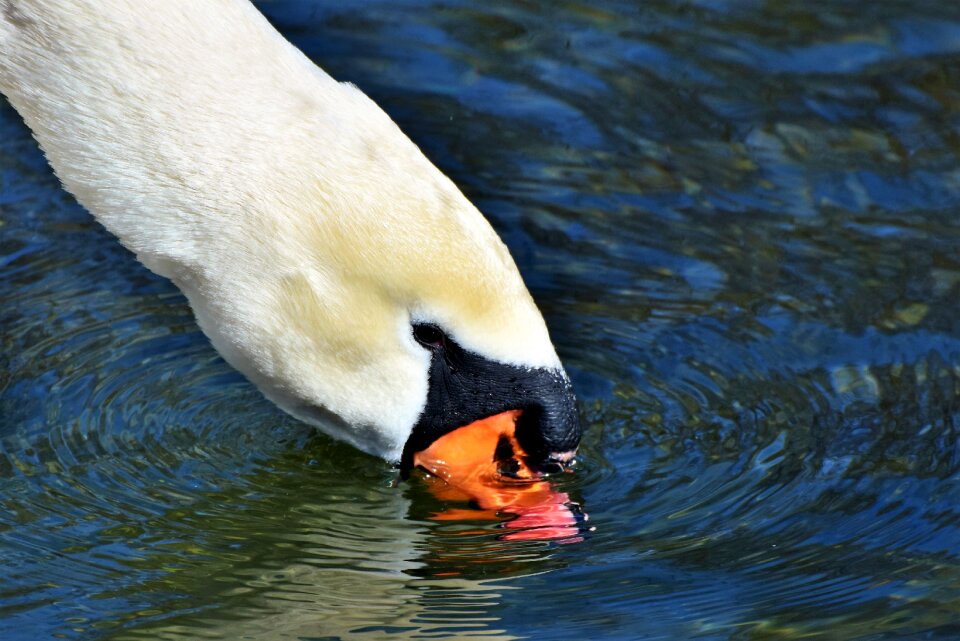 Pride waterfowl bird