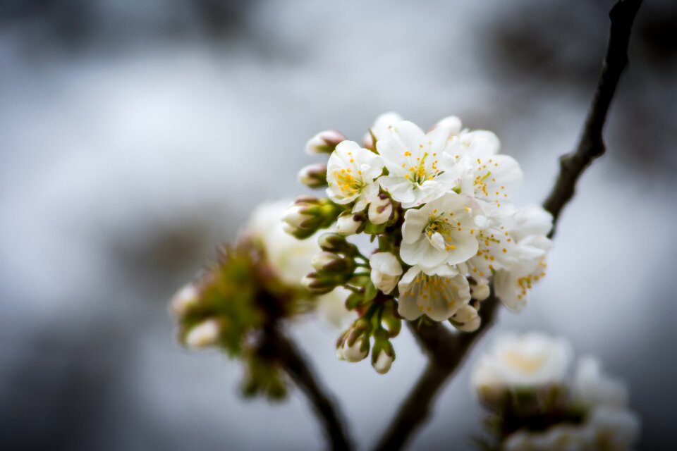 Nature cherry flora