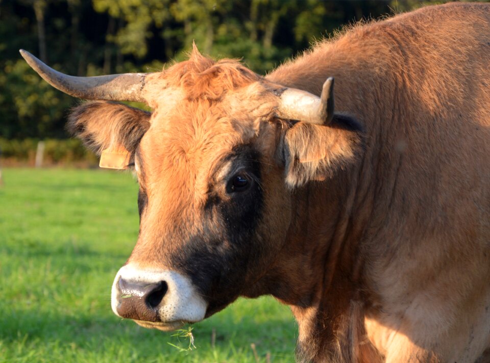 Female mammal domestic species bos taurus