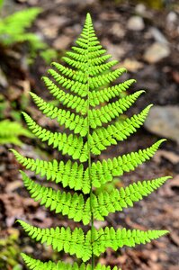 Flora green nature