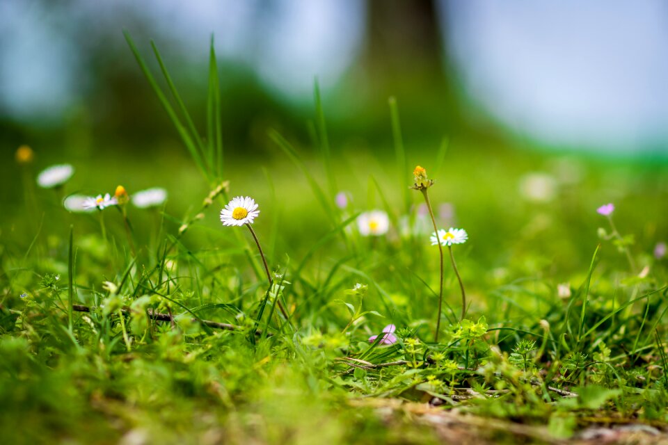 Flora growth outdoors