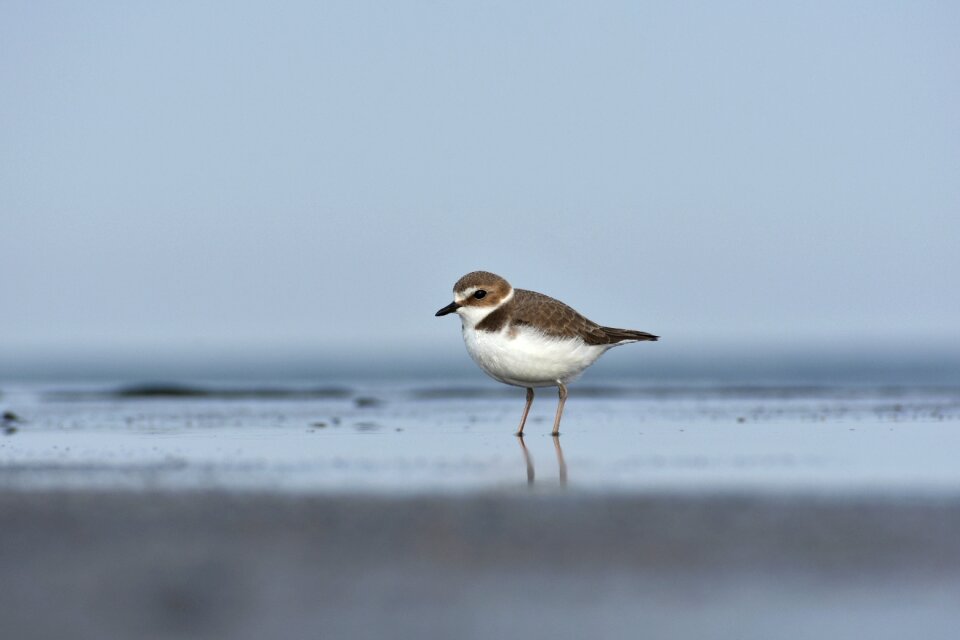 Wild birds little bird the department of