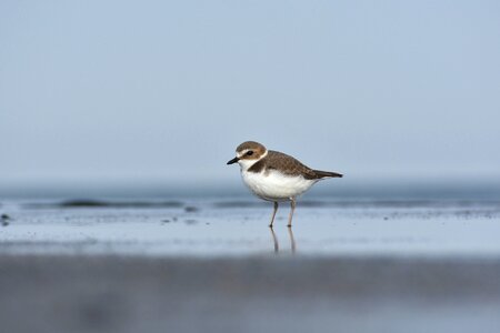 Wild birds little bird the department of photo