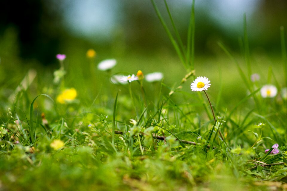 Flora field flower