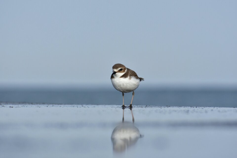 Wild birds little bird the department of