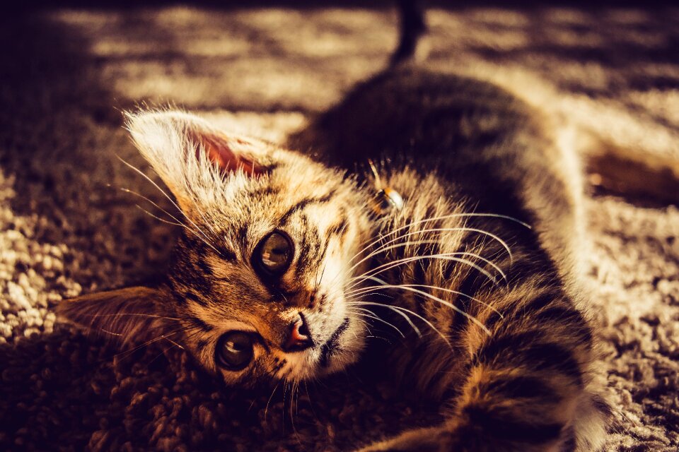 Kitten cat pet