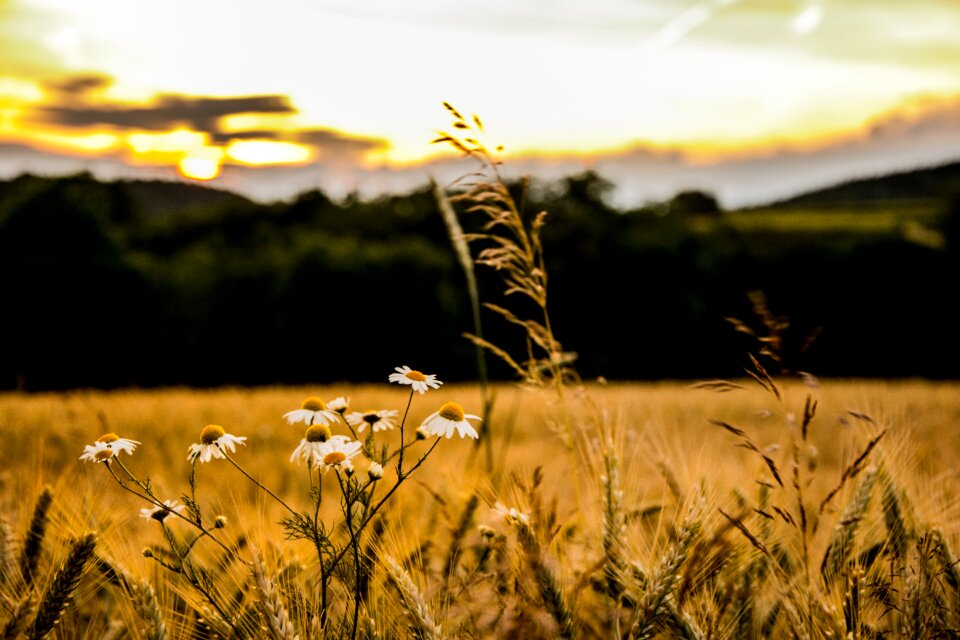 Spring yellow horizon