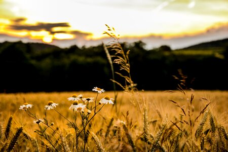 Spring yellow horizon