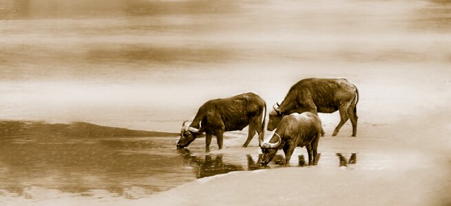 Drinking buffalo wildlife