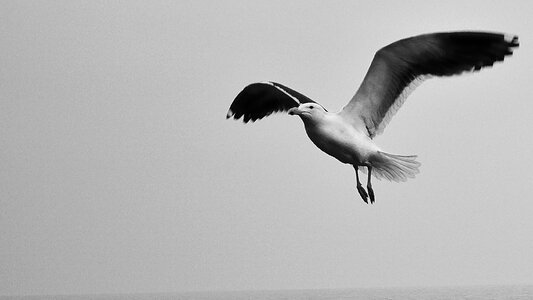 Seagull sky black and white photo