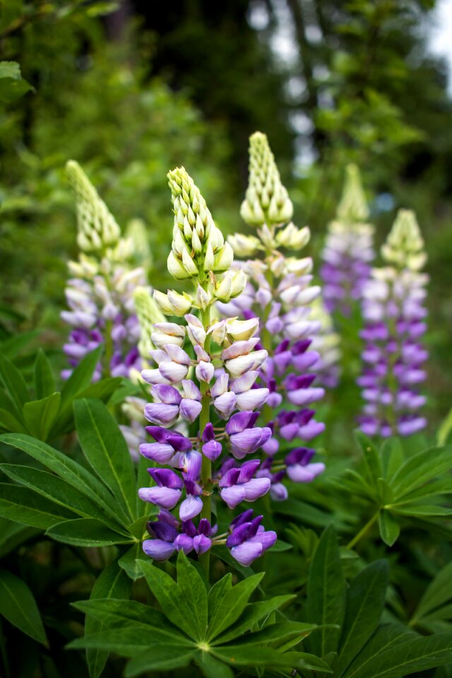 Flower lupine violet photo