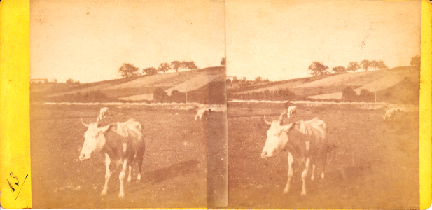 Prés et vache en Isère