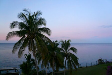 Caribbean palm trees beach photo