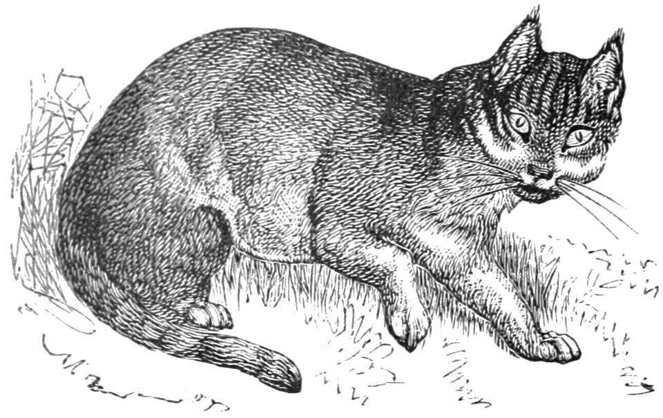 PSM V37 D102 Egyptian cat felis maniculata
