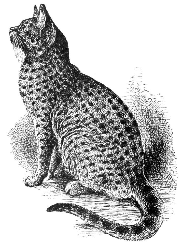 PSM V37 D110 Finely marked spotted tabby cat