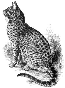 PSM V37 D110 Finely marked spotted tabby cat