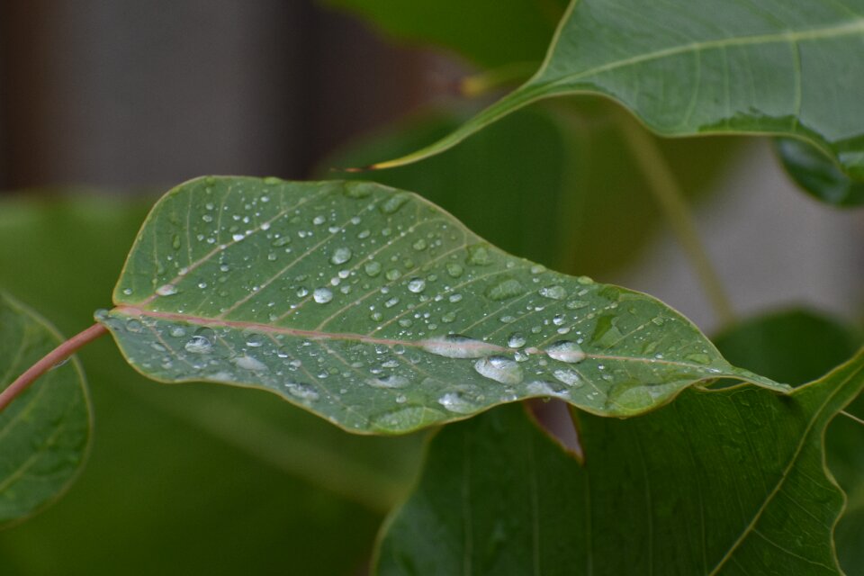 Pipal leaf rain drops bodhi leaf