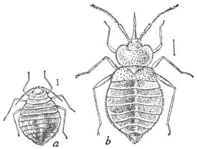 PSM V37 D356 Bed bugs