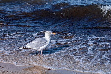 Baltic sea coast gull photo