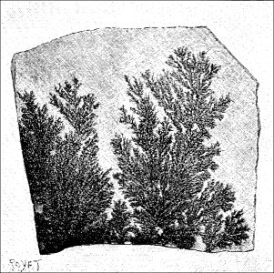 PSM V41 D095 Dendrites of ferrous oxide of manganese photo