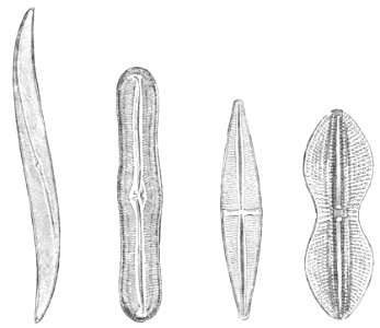 PSM V41 D213 Diatom shells