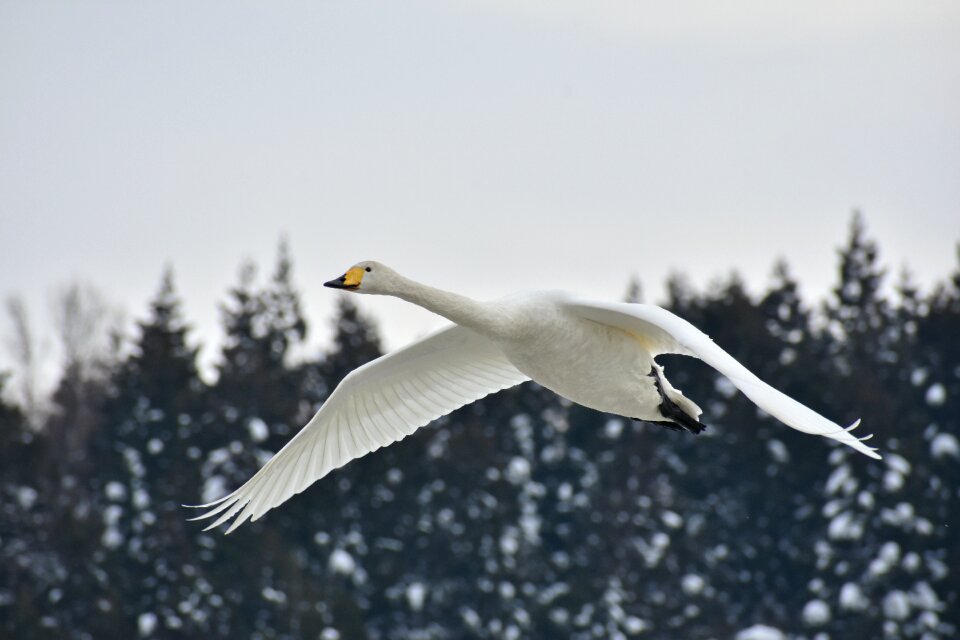 Bird wild birds waterfowl