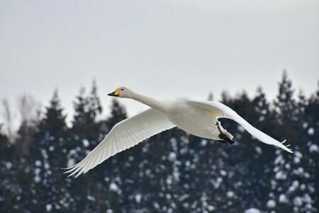 Bird wild birds waterfowl