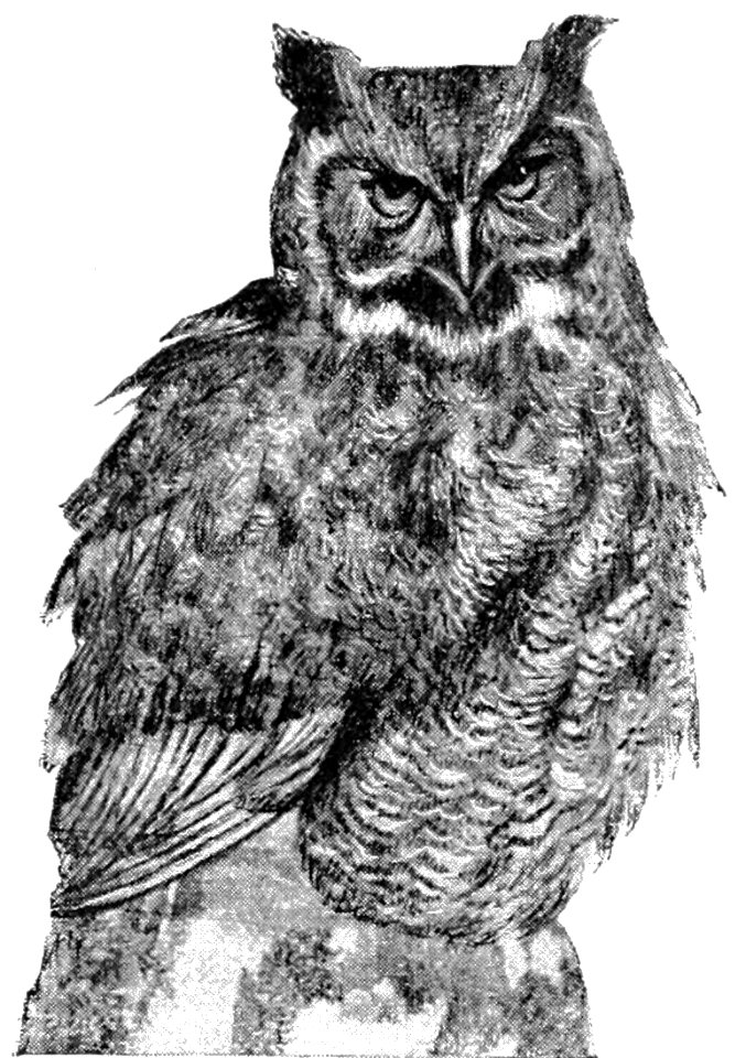 PSM V41 D330 Great horned owl on a stump