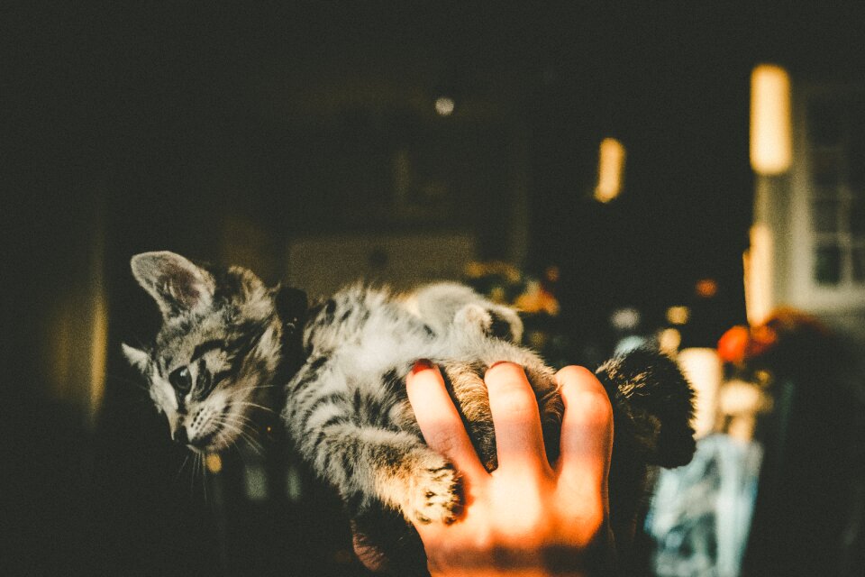 Cat pet animal