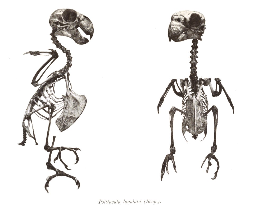 Psittacula lunulata 21