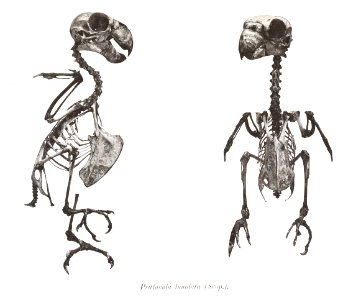 Psittacula lunulata 21