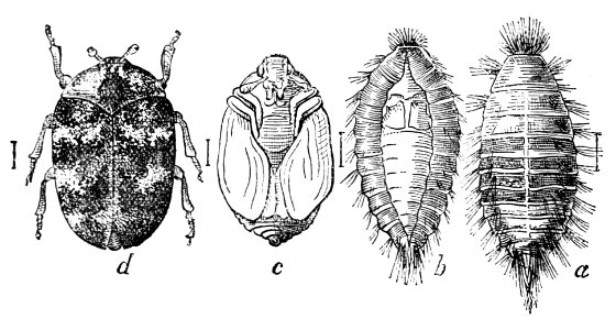 PSM V37 D350 Four stages of the carpet beetle from right to left