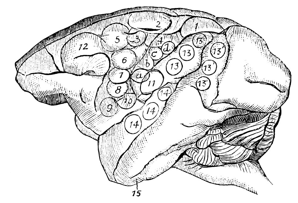 PSM V37 D531 Centers of the muscular movements of the arm