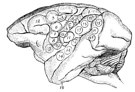 PSM V37 D531 Centers of the muscular movements of the arm
