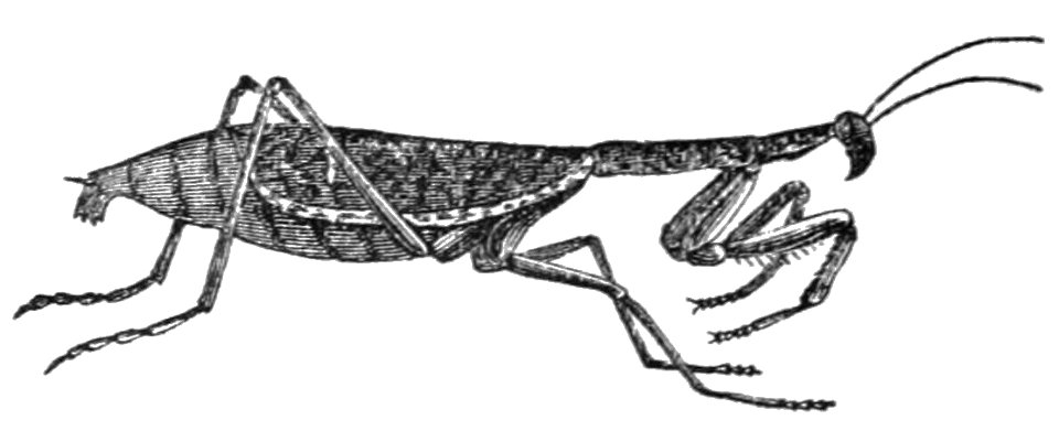 PSM V37 D545 Mantis religiosa