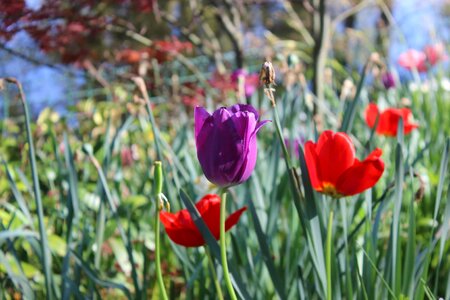 Flowering plant garden