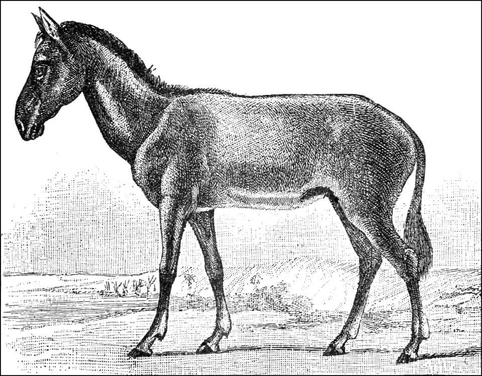 PSM V37 D647 Syrian hemippus
