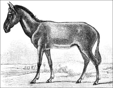 PSM V37 D647 Syrian hemippus