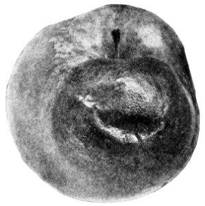 PSM V43 D092 Apple black rot