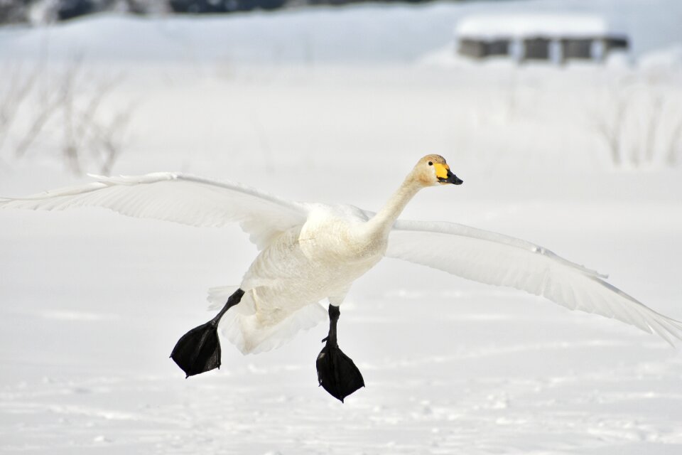 Waterfowl fields swan
