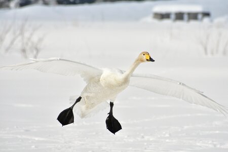 Waterfowl fields swan