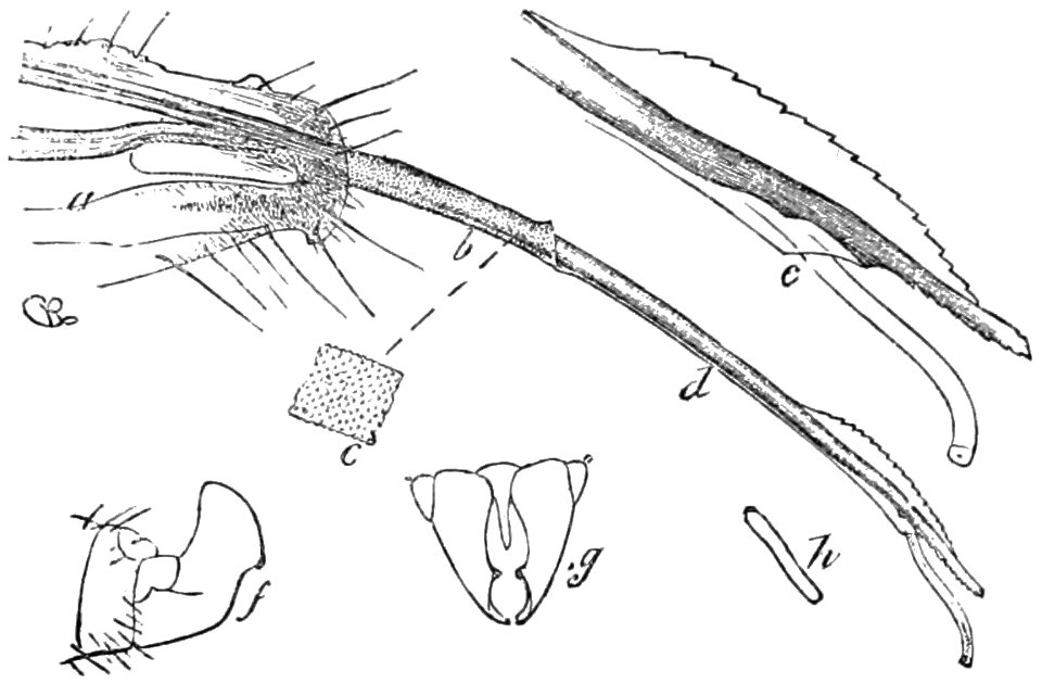 PSM V41 D187 Genital characters of pronuba yuccasella