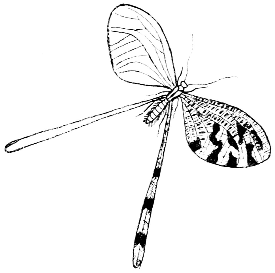 PSM V43 D545 Nemoptera coa