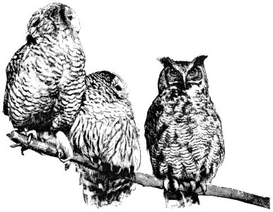 PSM V41 D333 Snowdon puffy and great horned owls
