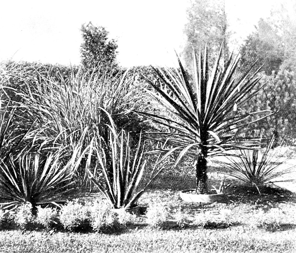 PSM V43 D809 Agave bed and tree