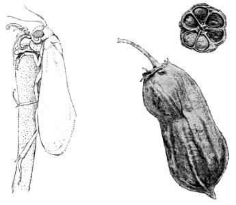 PSM V43 D821 Pronura yuccasella and yucca gloriosa fruit