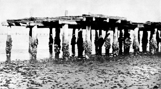 PSM V44 D013 Raccoons clustered on the wharf piling