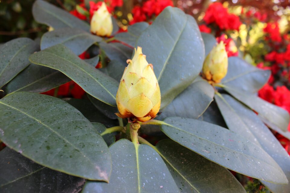 Flowering plant garden