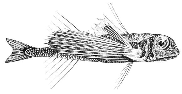 PSM V44 D081 Flying gurnard