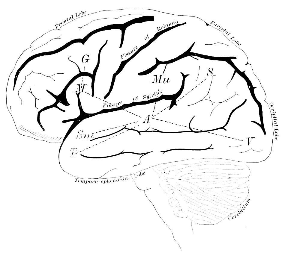 PSM V41 D796 Left side of the brain